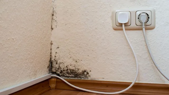 7 Common Types of Mold Found in Homes